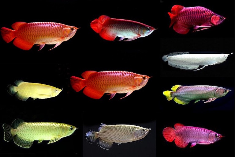 Anleitung zur Aufzucht von Arowana Fischen für ein gesundes Leben