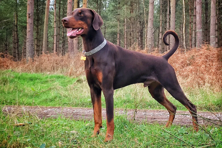 Häufige Krankheiten bei Dobermann-Hunden und Behandlungsanweisungn