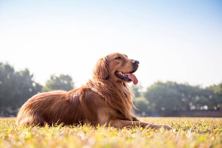 Häufige Krankheiten bei Golden-Hunden und wie man sie behandelt