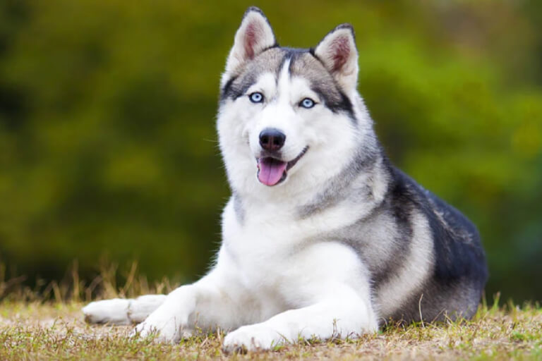 Häufige Krankheiten bei Husky-Hunden und wie man ihnen vorbeugt