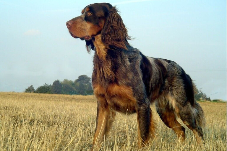 Anleitung zur Aufzucht von Blue Picardy Spaniel-Hunden