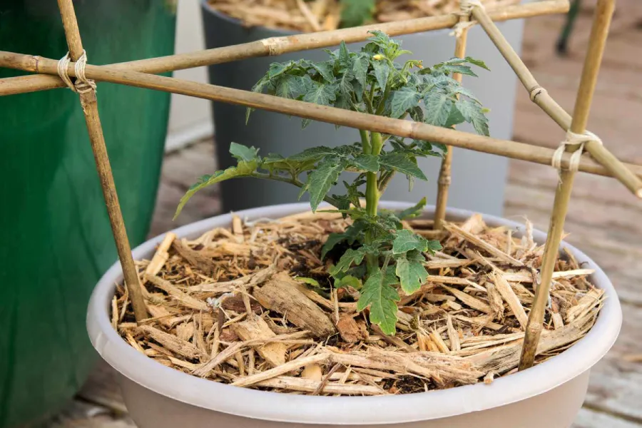 Anleitung zum Anbau von Kirschtomaten im Topf