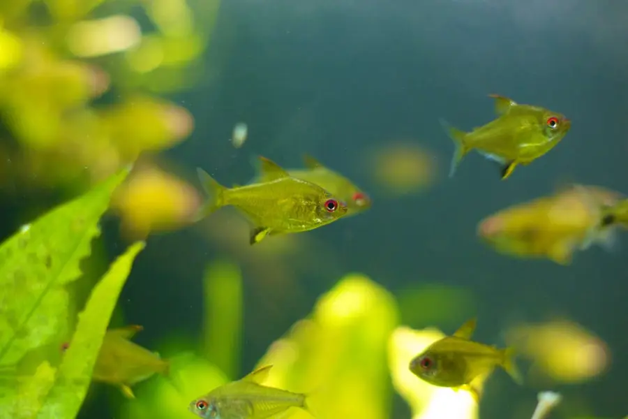 Anleitung zur Aufzucht von Neon-Zitronenfischen