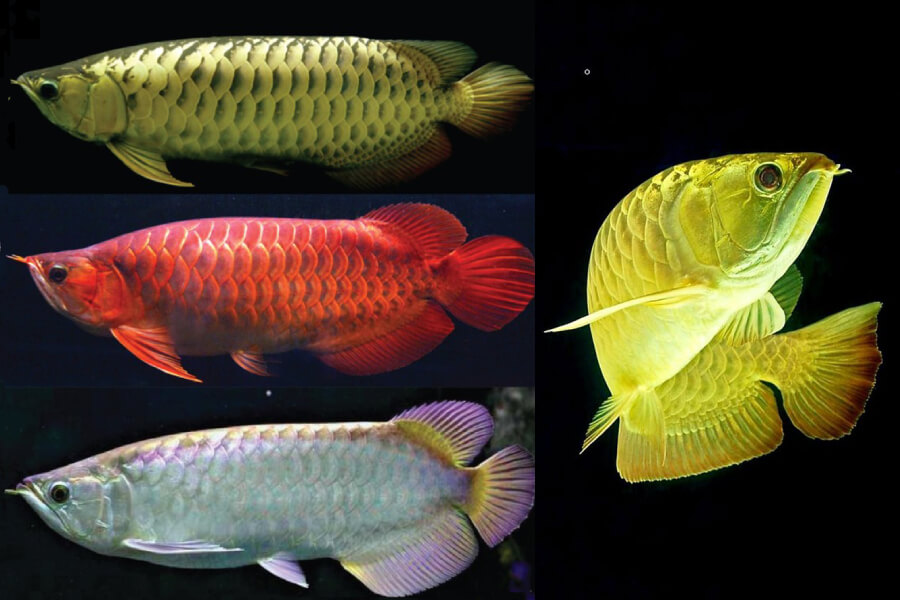 Anleitung zur Aufzucht von asiatischen Arowana Fischen