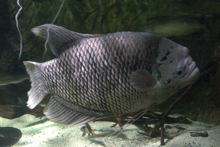 Häufige Krankheiten bei Riesenfischen und wie man sie behandelt