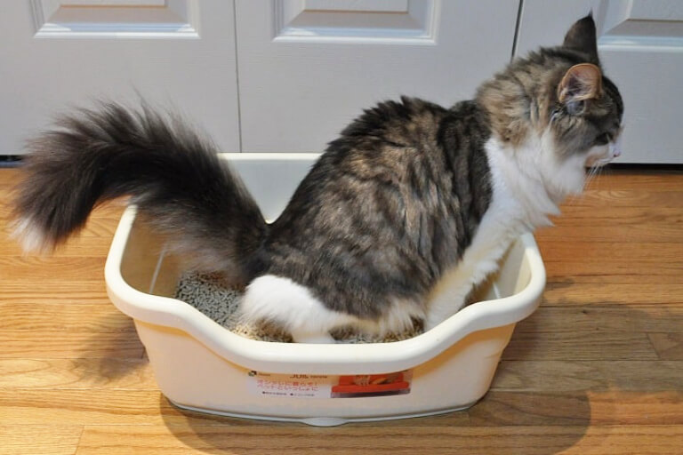 Wie man Katzen beibringt, an der richtigen Stelle auf die Toilette zu gehen