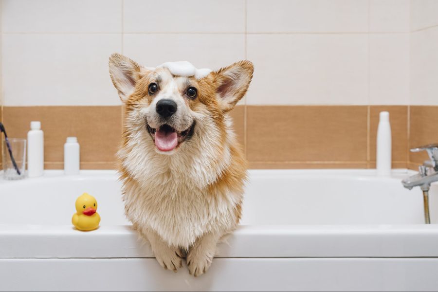 Anleitung zum Baden eines Hundes im Detail, Schritt für Schritt