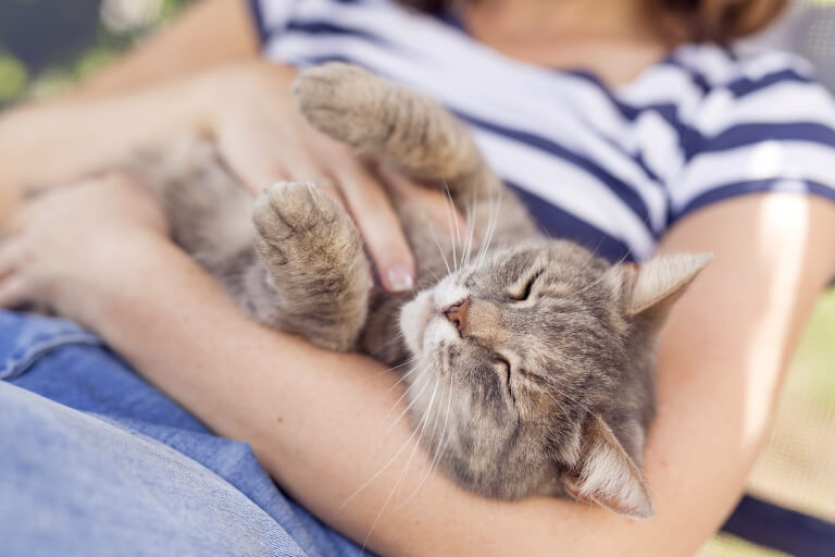 Wie man Katzen nahe sein kann, die Sie vielleicht nicht kennen