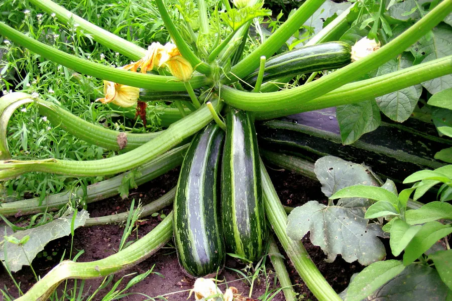 Die Anleitung zum Anbau von Zucchini zu Hause ist äußerst einfach