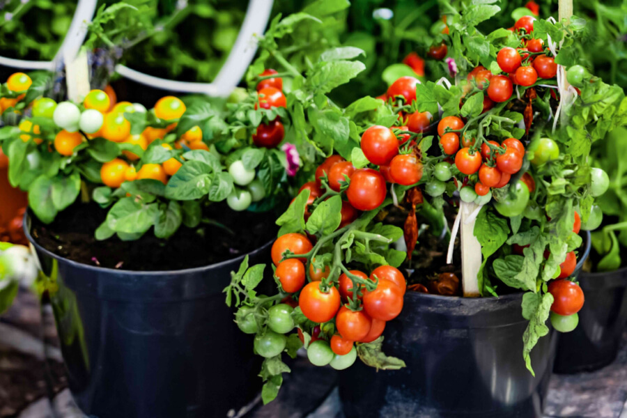 Anleitung zum Anbau von Tomaten in Schaumstoffbehältern