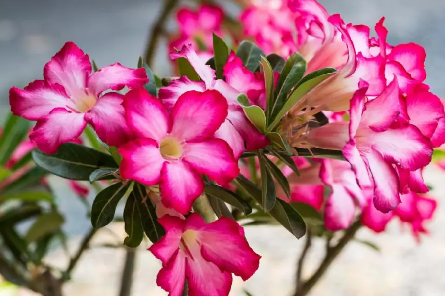 Anleitung zum Züchten von Porzellanblumen mit Zweigen