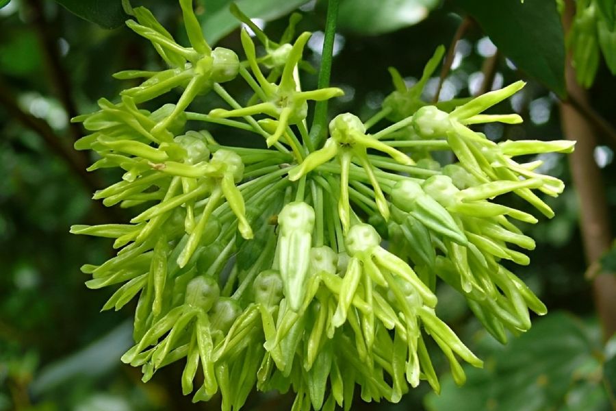 Anleitung zum Züchten von Thien Ly-Blumen mit Zweigen