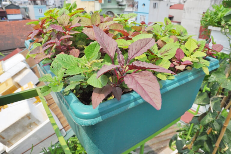 Wie man zu Hause Amaranth aus Samen in Schaumstoffbehältern anbaut