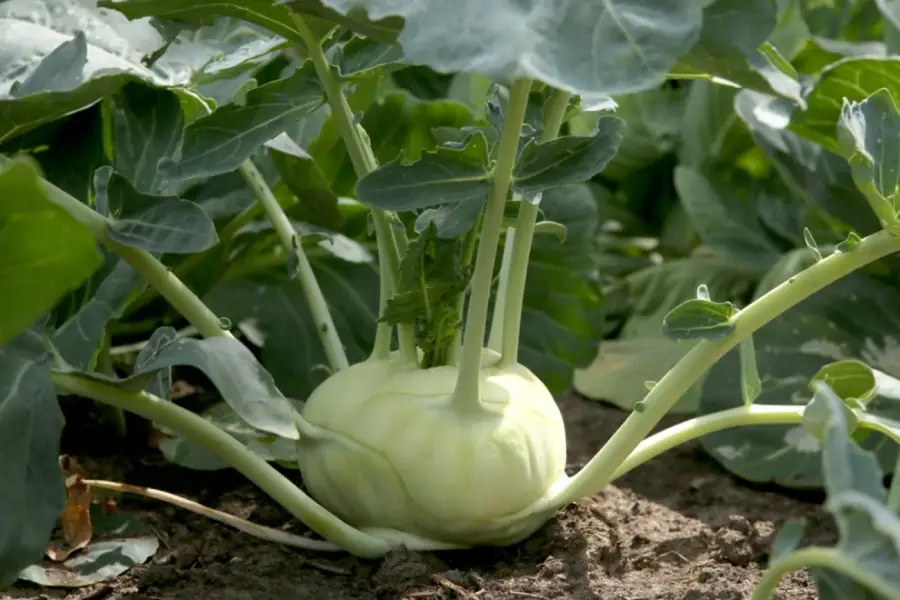 Anleitung zum Anbau gesunder Kohlrabipflanzen