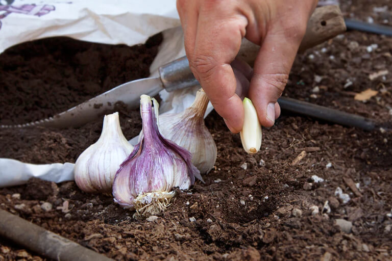 Anleitung zum Anbau von Knoblauch in Schaumstoffbehältern zu Hause