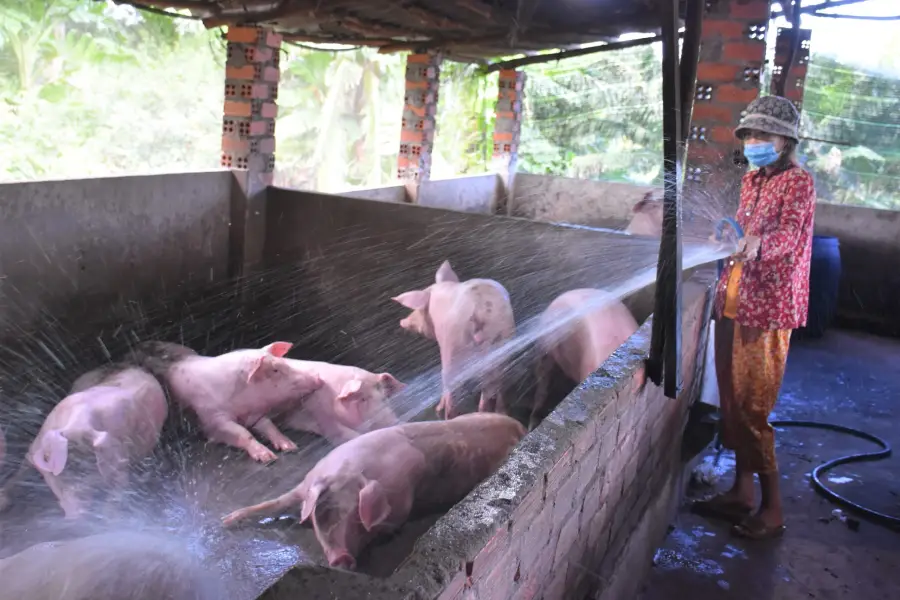 Anleitung zum Bau eines Schweinekäfigs für den Haushalt