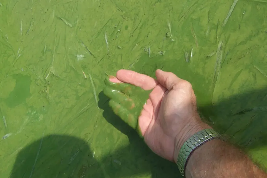 Anleitung zum Umgang mit Grünalgen in Fischteichen