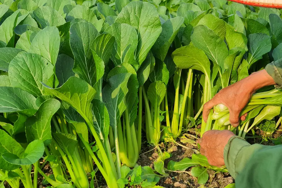 Die Anleitung zum Anbau von Choysum ist äußerst einfach