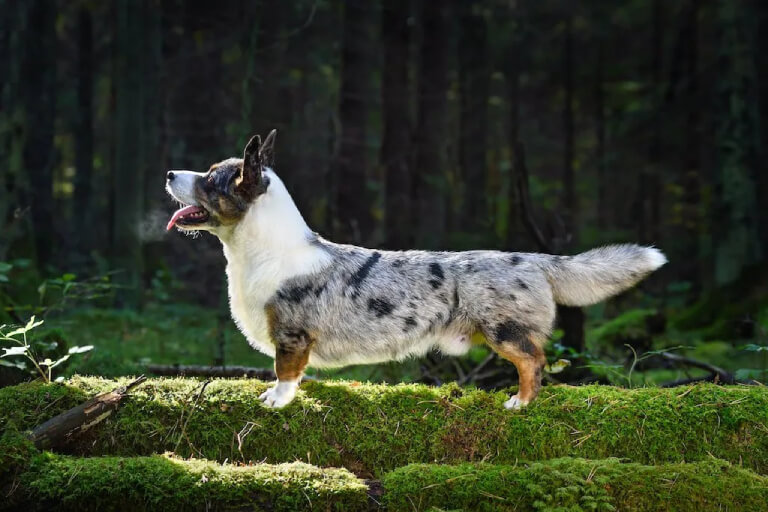 Anleitung zur Erziehung von Cardigan-Corgi-Hunden für Anfänger