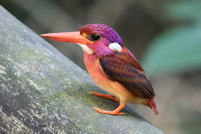 10 seltenste Vogelarten der Welt