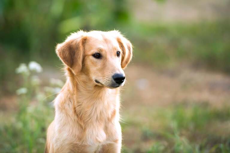 Anleitung zur Erziehung von Aidi-Hunden, damit sie schnell wachsen