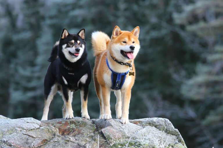 Anleitung zur Aufzucht japanischer Akita-Hunde für Anfänger