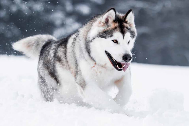 Anleitung zur richtigen Erziehung eines Alaskan Husky-Hundes