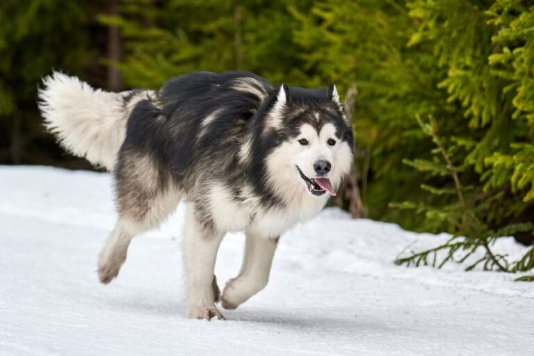 Detaillierte Anleitung zur Aufzucht eines Alaskan Malamute