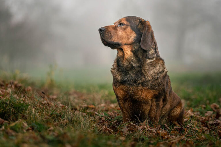 Anleitung zur ausführlichen Erziehung eines Alpendachsbracke-Hundes