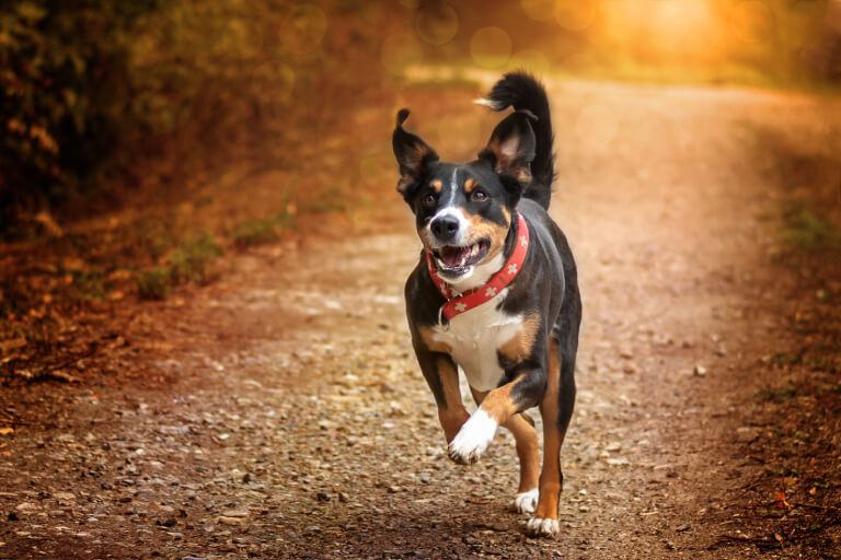 Anleitung zur ausführlichen und einfachen Erziehung eines Appenzeller-Hundes