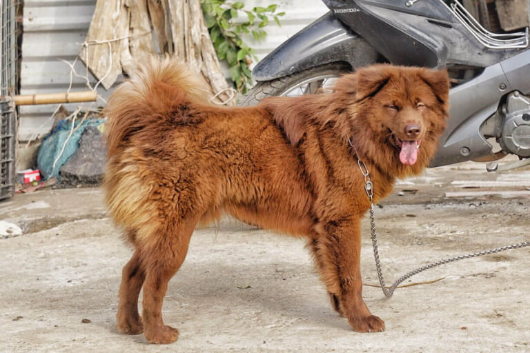 Anleitung zur Aufzucht von Bac-Ha-Hunden des Mong-Volkes