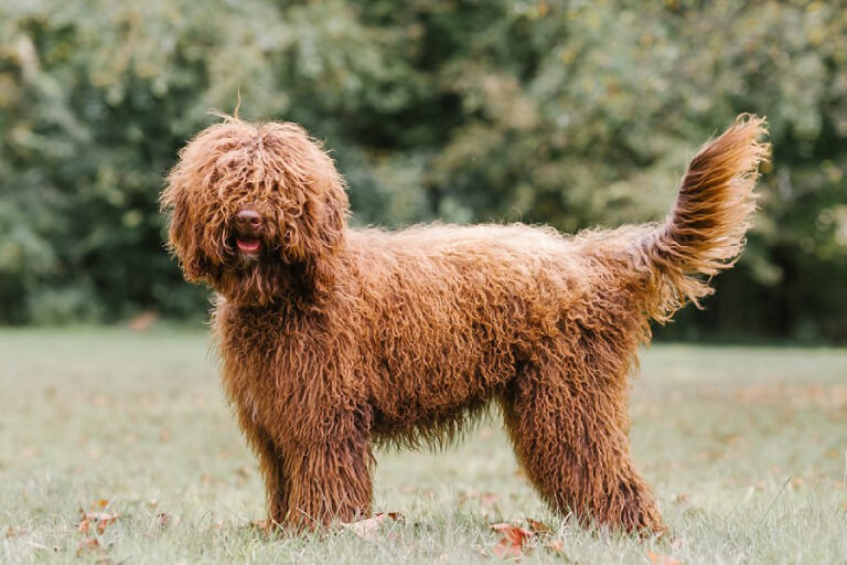 Anleitung zur Aufzucht eines französischen Barbet-Hundes mit lockigem Haar