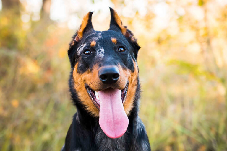 Detaillierte Anleitung zur Aufzucht eines französischen Beauceron Hundes