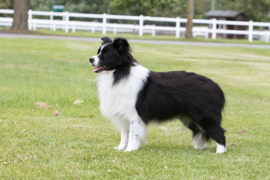 Anleitung zur Aufzucht eines englischen Border Collies