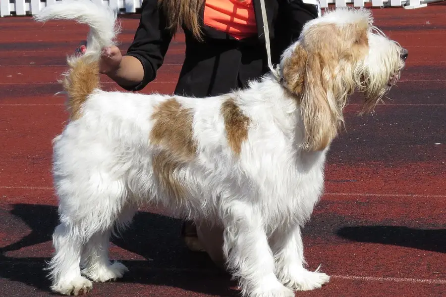 Anleitung zur Aufzucht eines Briquet Griffon Vendeen-Hundes