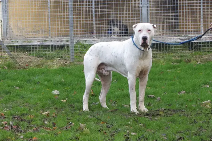 Anleitung zur Aufzucht von Bully-Kutta-Hunden (Indien)