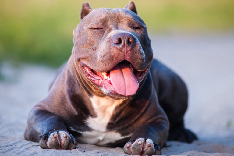 Anleitung zur optimalen Erziehung eines American Bully-Hundes