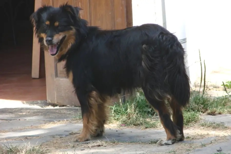 Anleitung zur Aufzucht von Can de Chira-Hunden (Spanien)