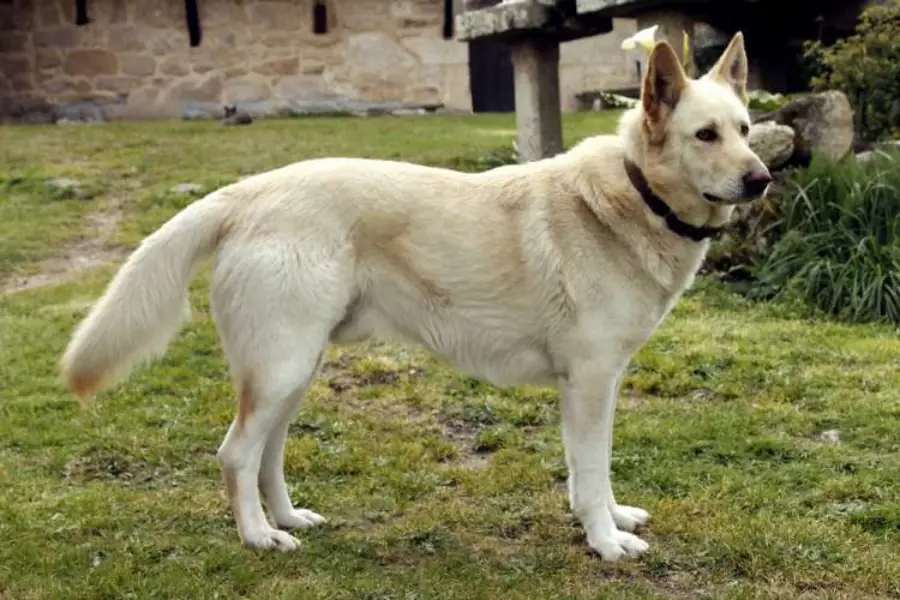 Anleitung zur Aufzucht von Can de Palleiro-Hunden (Spanien)