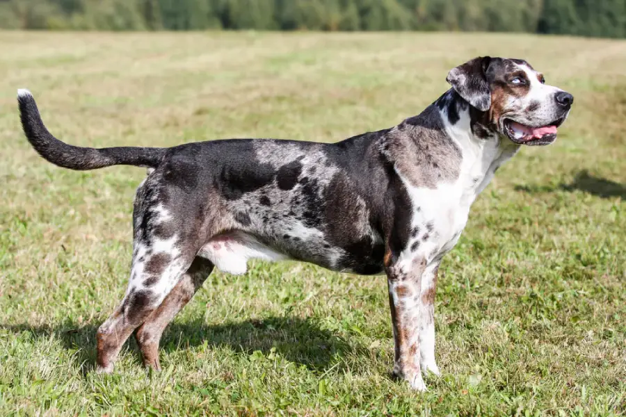 Anleitung zur Zucht eines Catahoula-Hundes