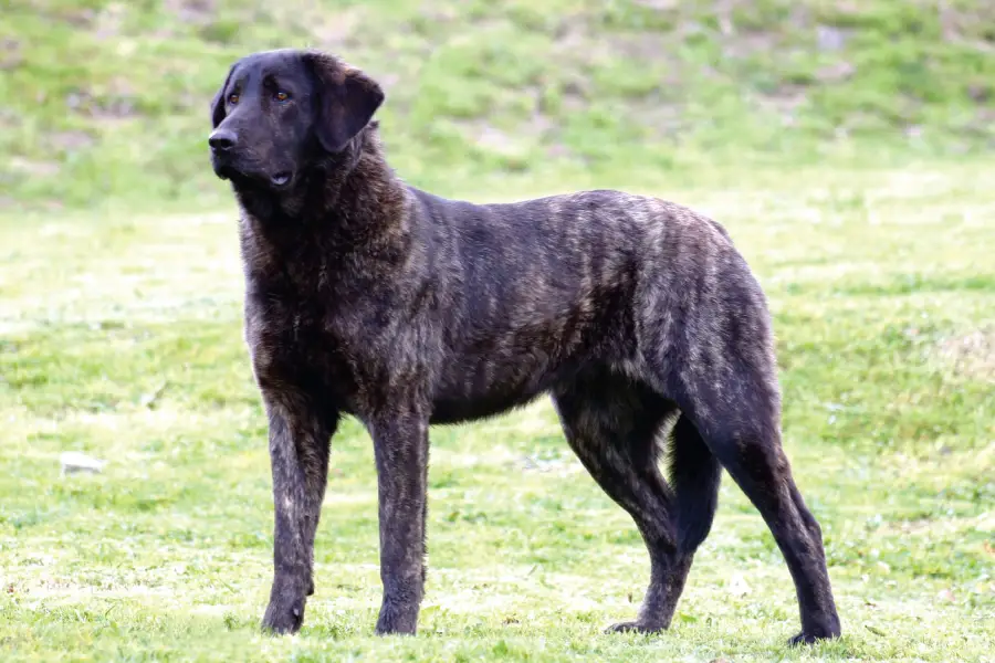 Einführung des Portugiesischer Hirtenhund