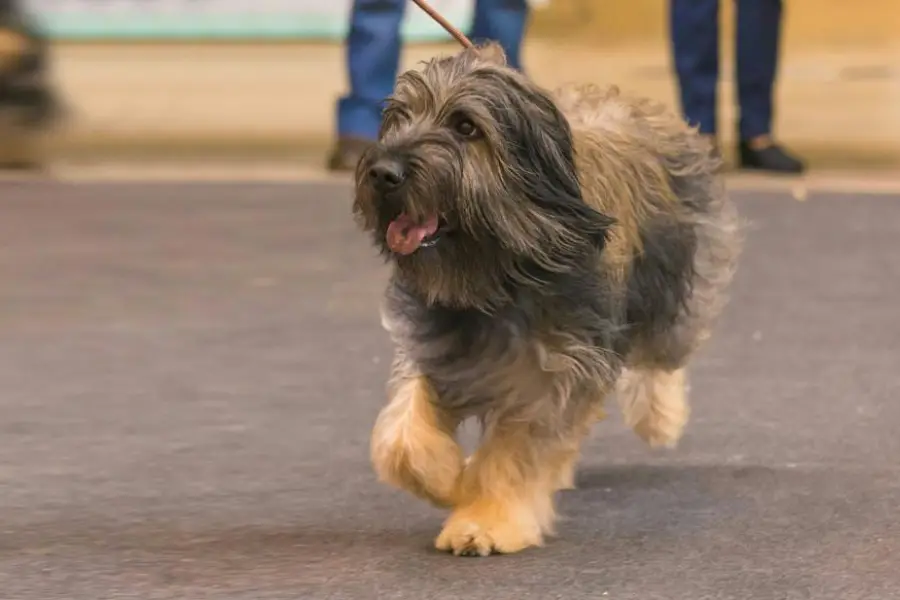 Anleitung zur Fütterung Hirtenhund Catalan