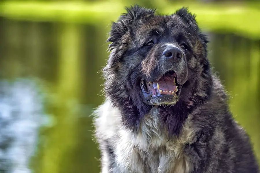 Hirtenhund Kavkaz (Caucasian Shepherd Dog)