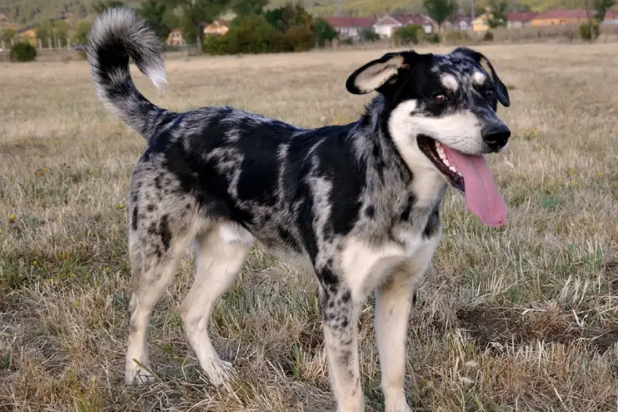 Anleitung zur Fütterung eines Leon Hirtenhund