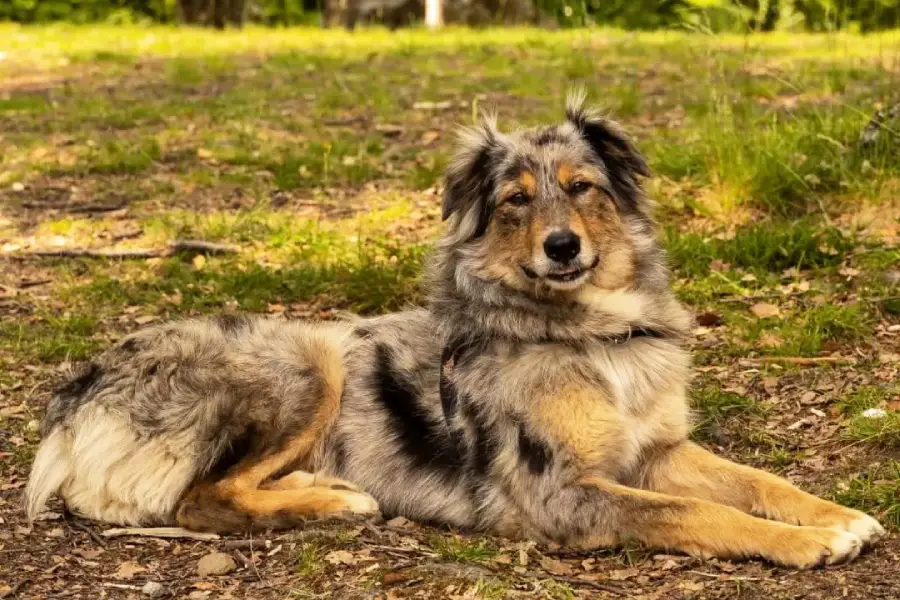 Anleitung zur Fütterung Hirtenhund Oropa (Cane di Oropa)