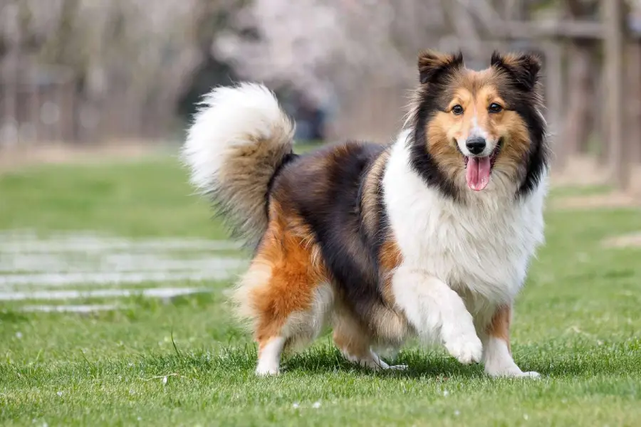 Anleitung zur Fütterung eines Shetland Hirtenhund