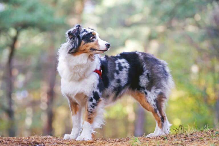 Anleitung zur Aufzucht eines Australian Shepherd