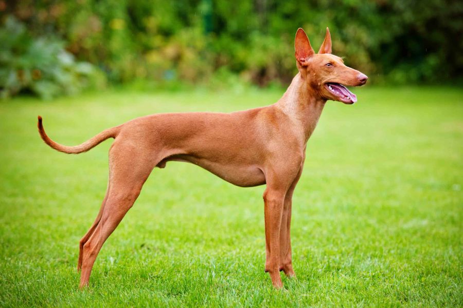 Anleitung zur Aufzucht italienischer Cirneco dell’Etna-Hunde