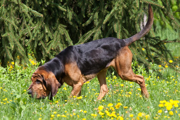 Anleitung zur Erziehung eines Spürhundes (Bloodhound)