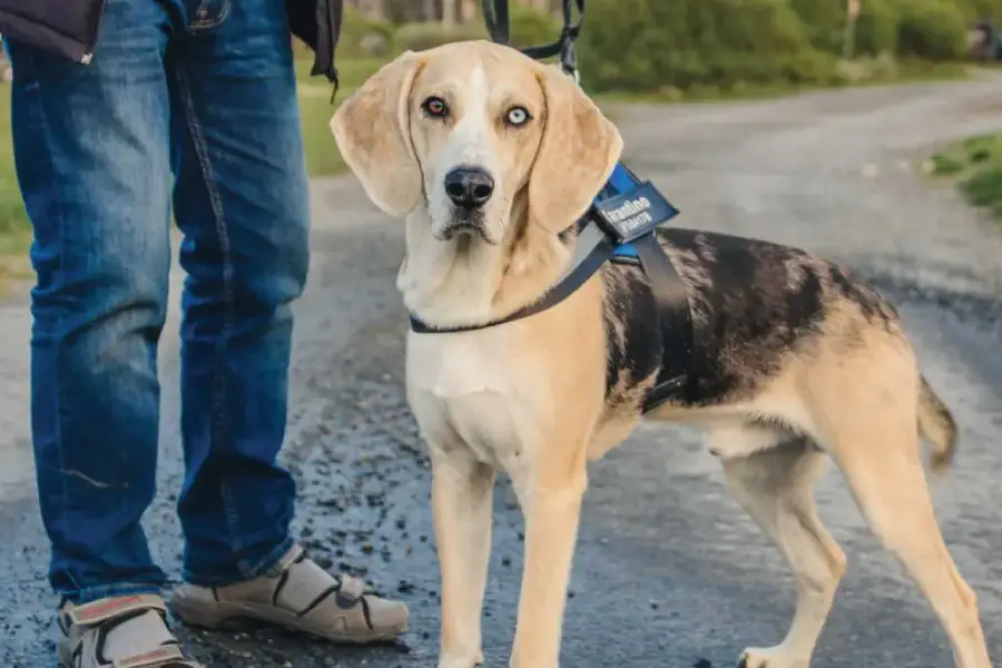 Anleitung zur Aufzucht eines norwegischen Jagdhundes